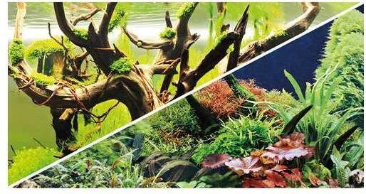 Hobby Fotorückwand (Dekoration, Pflanzen)