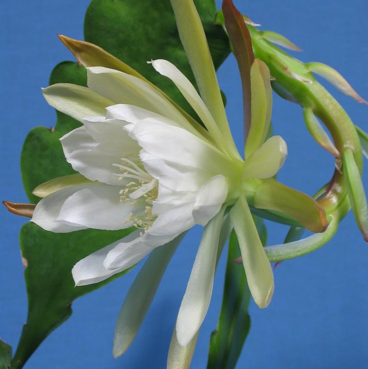 Kakteen Gautschi Epiphyllum weisse Blte - kaufen bei Galaxus - Galaxus