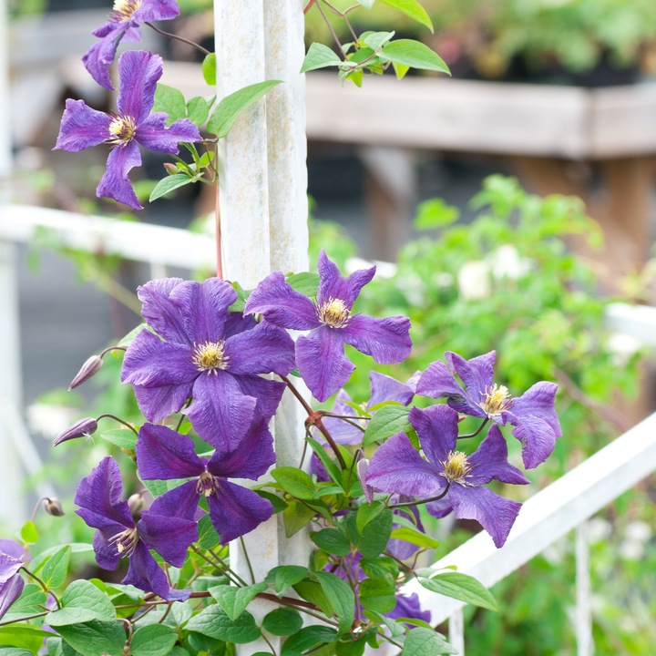Produktbild Plant in a Box Clematis hybrid taiga - 2er Set Klematis (25 cm)