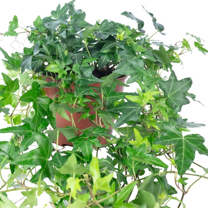 Produktbild Flowerbox Gemeiner Efeu- Hedera helix (20 cm)