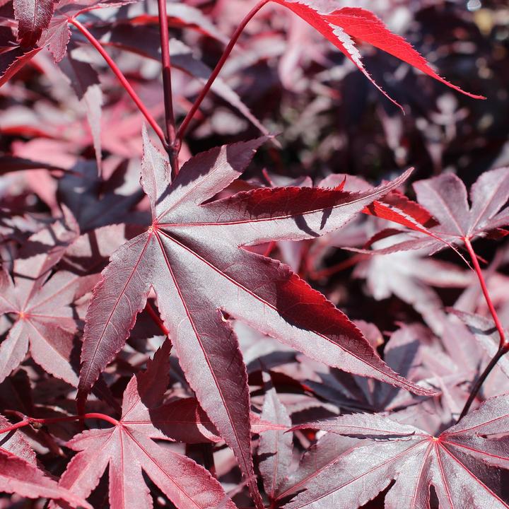 Actual product image Zulauf Japanischer Fächer-Ahorn / Acer palmatum 'Bloodgood' (125 cm)
