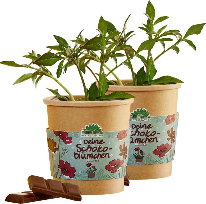 Die Stadtgärtner 2er-Set Wunderschöne Schokoblumen Anzucht-Set im Becher