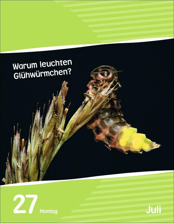 Produktbild Harenberg Wissen für Kids Tagesabreisskalender 2026