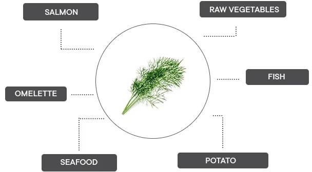 Produktbild Véritable Bio-Dill (Kräutersamen)