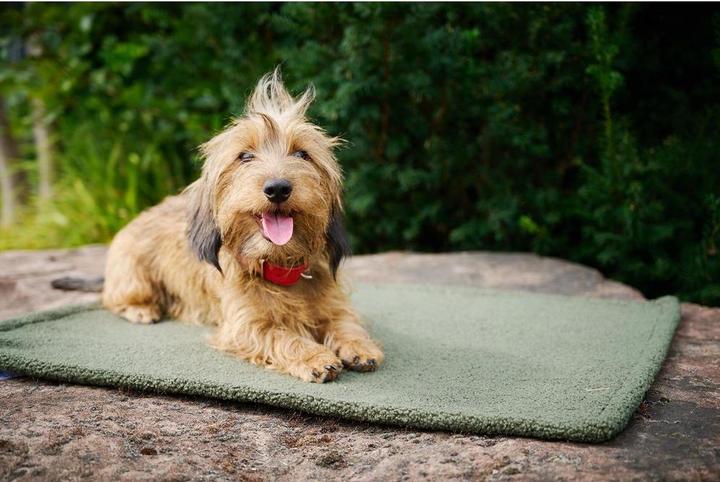 Image du produit Laboni Couverture Teddy (Chien)