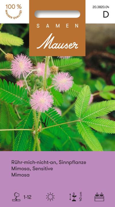 Produktbild Samen Mauser Mimose (Blumensamen)