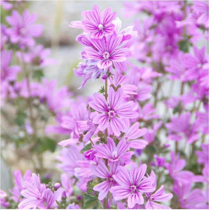 Image du produit Rausch Body lotion à la mauve (Crème pour le corps, 200 ml)