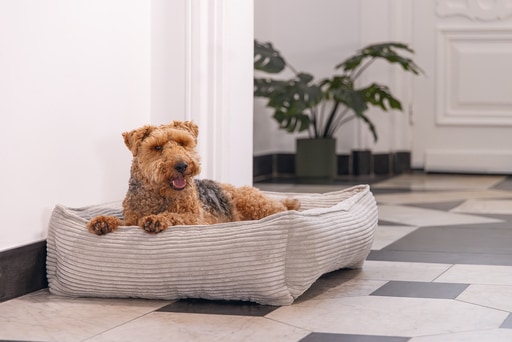 Immagine prodotto Designed by Lotte Divano letto a coste (Cane)