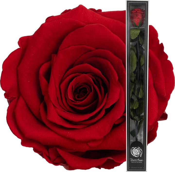 Produktbild Migros Ostschweiz Premium Stielrose (Stabilisierte Rose) (Infinity Blumen)