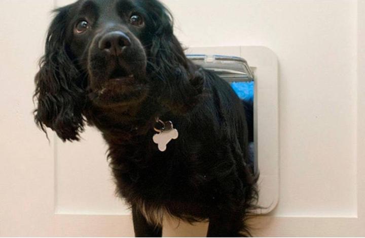 Actual product image SureFlap Pet flap microchip (Microchip Cat Flap)
