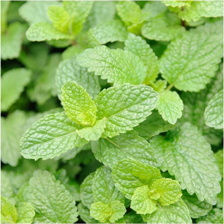 Image du produit Rausch Lotion fraîche pour le corps à la menthe Fl 40 ml (Crème pour le corps, 40 ml)