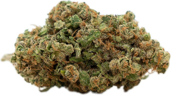 Image du produit Herba di Berna Harlequin (100 g, Intérieur)
