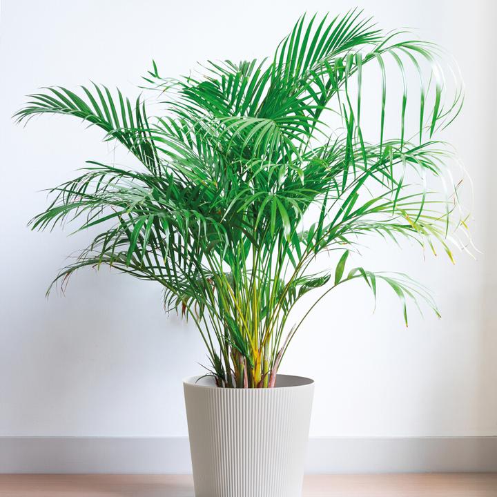 Produktbild Euro3plast Blumentopf Fyre Ø 35 cm weiss Greener, mit Rollen