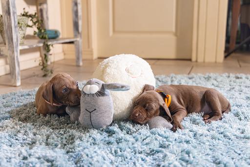 Actual product image Beeztees Herzschlag (Puppy Toy)