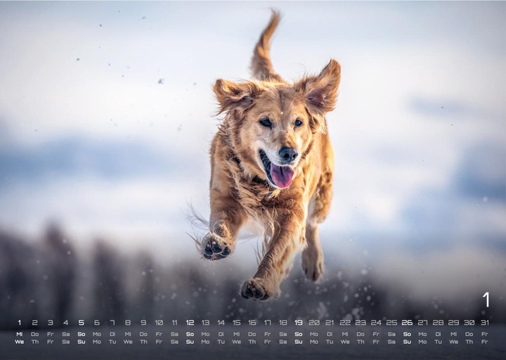Produktbild Wuff - Unsere Vierbeiner - Der Hundekalender- 2025 - Kalender DIN A3 (A3, Harter Einband, Deutsch)