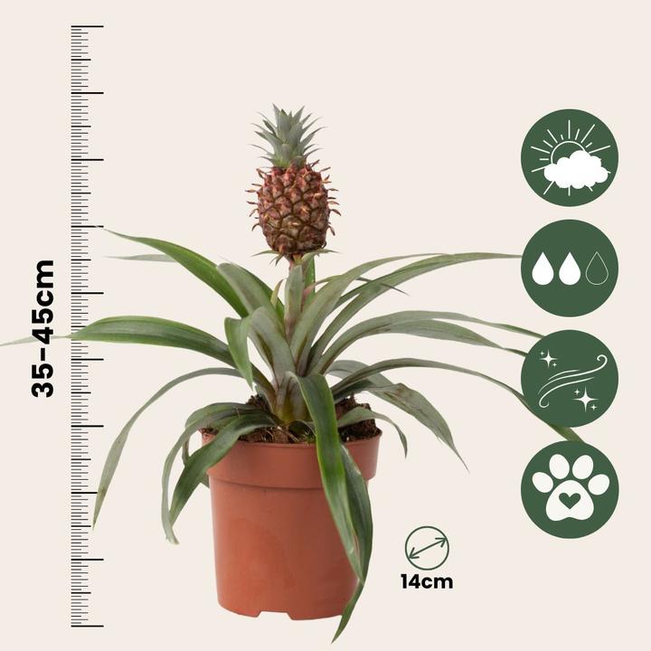 Produktbild Plant in a Box Ananas comosus 'Mi Amigo' (45 cm)