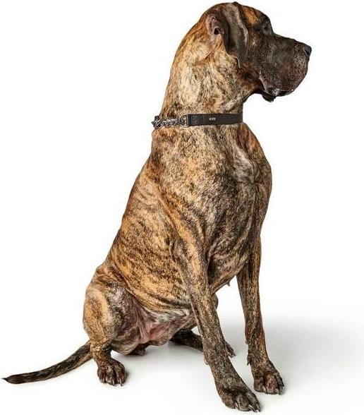 Produktbild Hunter Halsung mit Kette Aalborg (M, Hund)