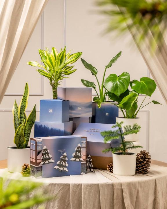 Image du produit feey Calendrier de l'Avent des plantes (version jungle) (60 cm)