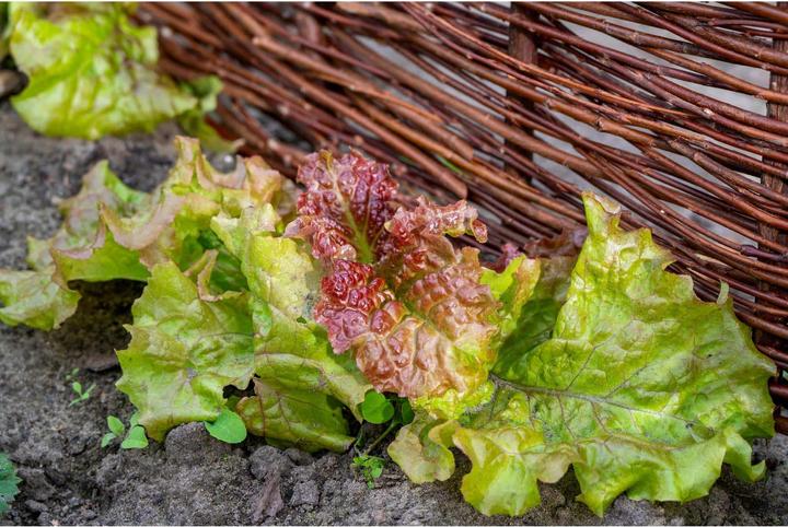 Image du produit Dobar Beeteinfassung (100 cm)