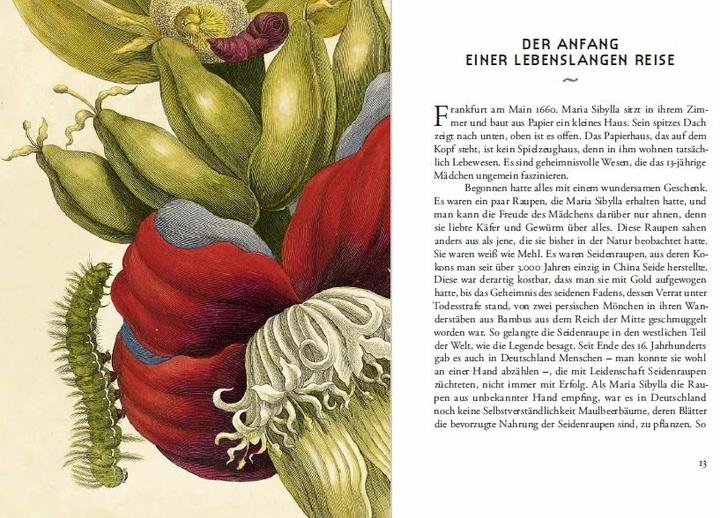Produktbild Maria Sibylla Merians Reise zu den Schmetterlingen (Deutsch, Boris Friedewald, 2015)