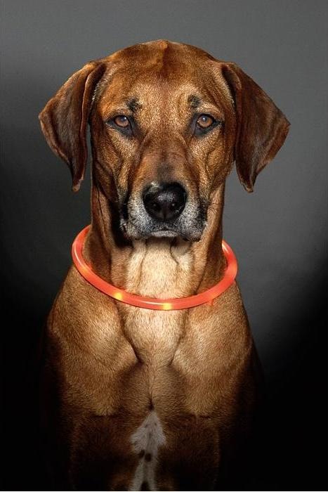 Image du produit Karlie Viso Light (L, Chien, Promenade)