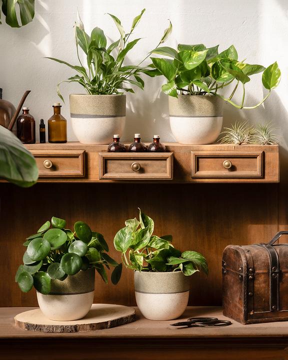 Image du produit feey Schnellwachsendes Pflanzen-Set (15 cm, Fraîchement rempotés)