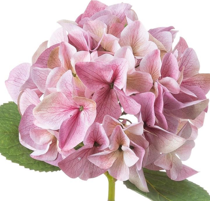 Actual product image Hill Interiors Artificial Flower Hydrangea (50 cm)