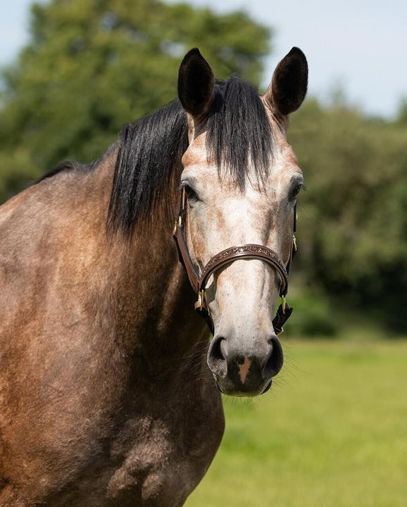 Actual product image Qhp Leather halter Lupine