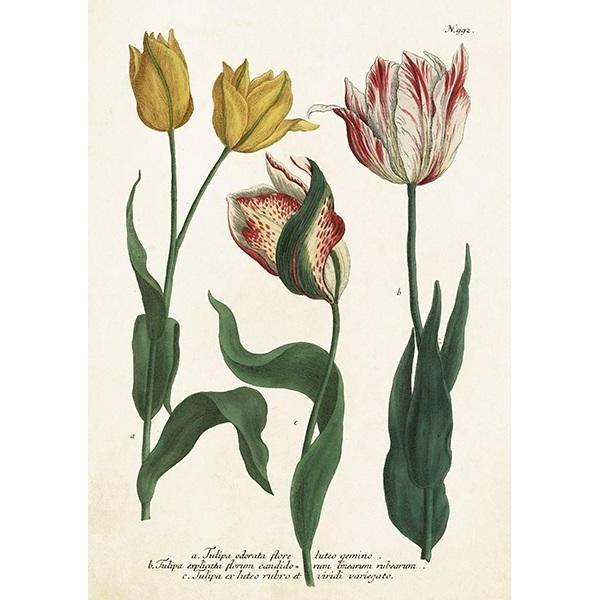 Sköna Ting ST449 B6-Karte + Tulpenumschlag (47994837)