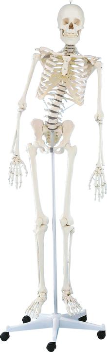 Erler Zimmer Skeleton Hugo, movable