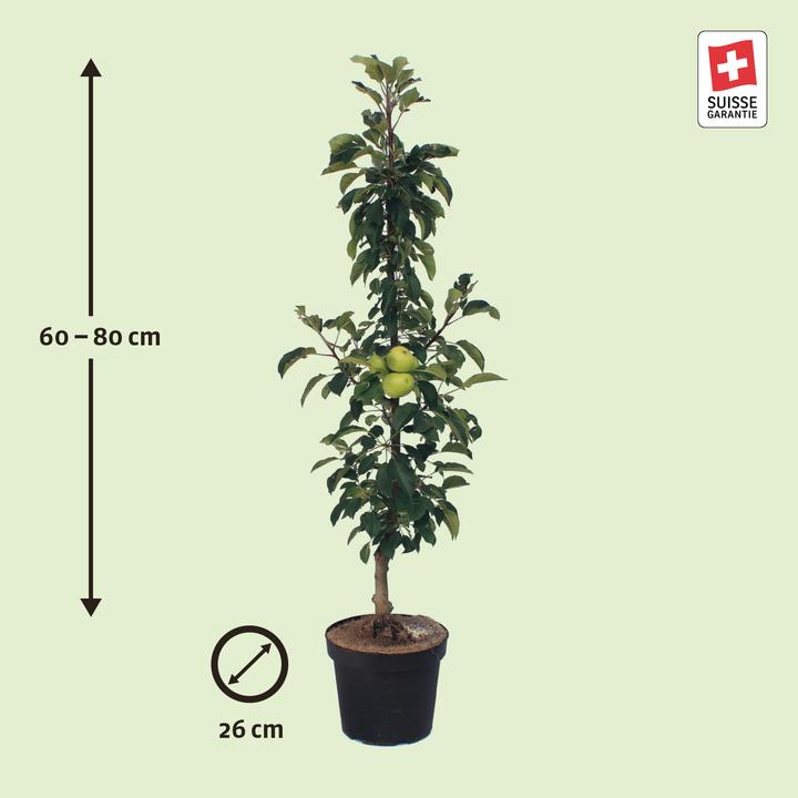 Produktbild Zulauf Säulen-Apfel / Malus (SÄU) Goldlane (100 cm)