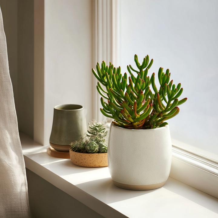 Image du produit Plant in a Box Crassula ovata 'Gollum' - 2er Set Plante de Jade (15 cm)