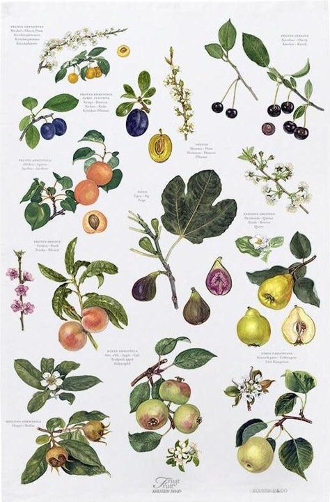 Øvrige Viskestykke Asciugamano da tè 48x70 cm - Frugt (48 x 70 cm)