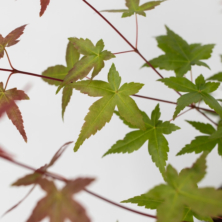 Produktbild Plant in a Box Acer palmatum 'Beni Maiko' - 2er Set Ahornbäume (60 cm)