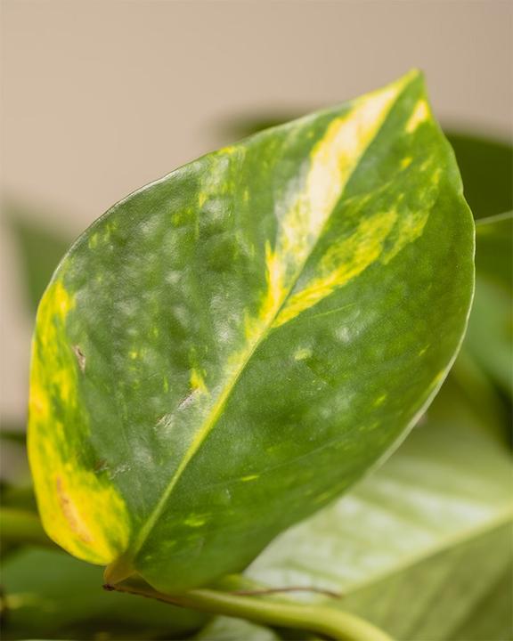 Immagine prodotto feey Starter-Set (30 cm, Appena rinvasata)