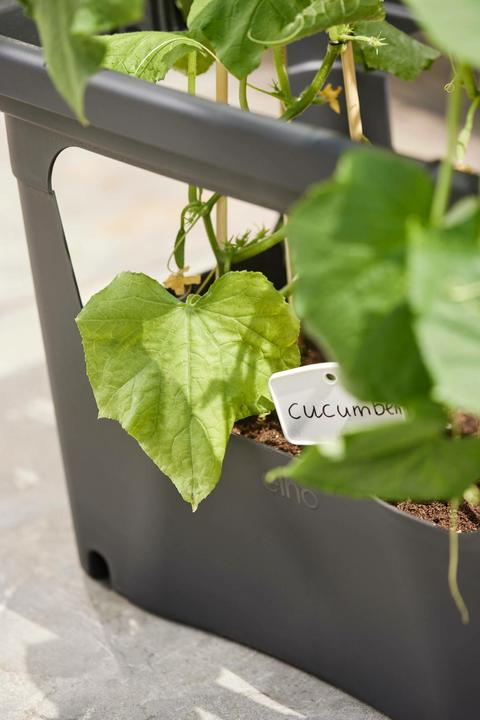 Productafbeelding Elho Anzuchttopf (50.90 x 35.10 x 35.70 cm)