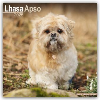 Produktbild Avonside Publishing Ltd.:Lhasa Apso - L (305 x 305 mm, Deutsch)