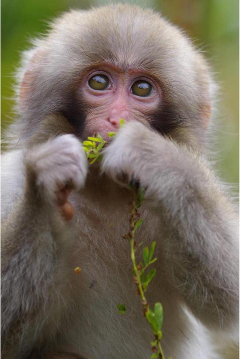 Actual product image Pentax HD D-FA 70-210mm/4.0 SDM WR (Pentax K, full size)