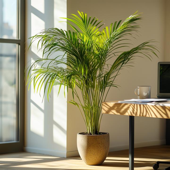 Image du produit Plant in a Box Dypsis Lutescens - Palmier à fruits d'or d'Areca (100 cm)