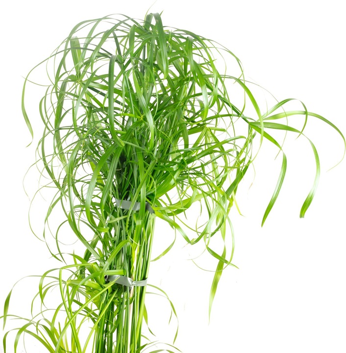 Produktbild Flowerbox Zyperngras - Cyperus alternifolius (Tierfreundlich)