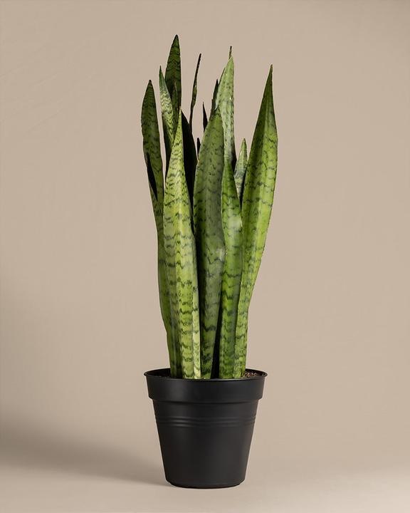 Immagine prodotto feey Grosse Grüne Schwiegermutterzunge (70 cm, Appena rinvasata)