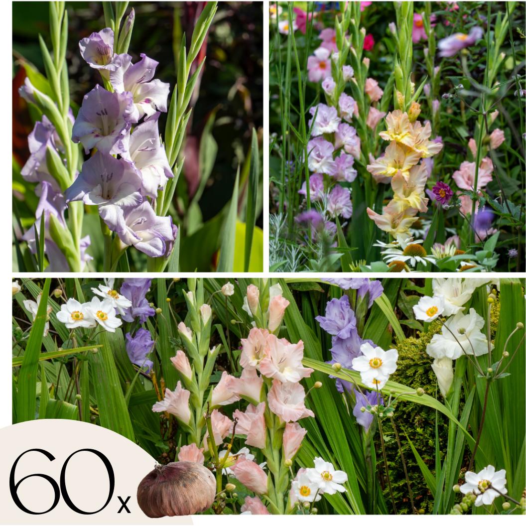 Plant in a Box, Pflanzen, Gladiolus - 60er-Mischung Gladiolen (10 cm)