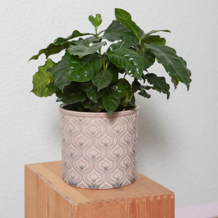 Actual product image VEG and the City Afra (Coffee bush Coffea) (30 cm)