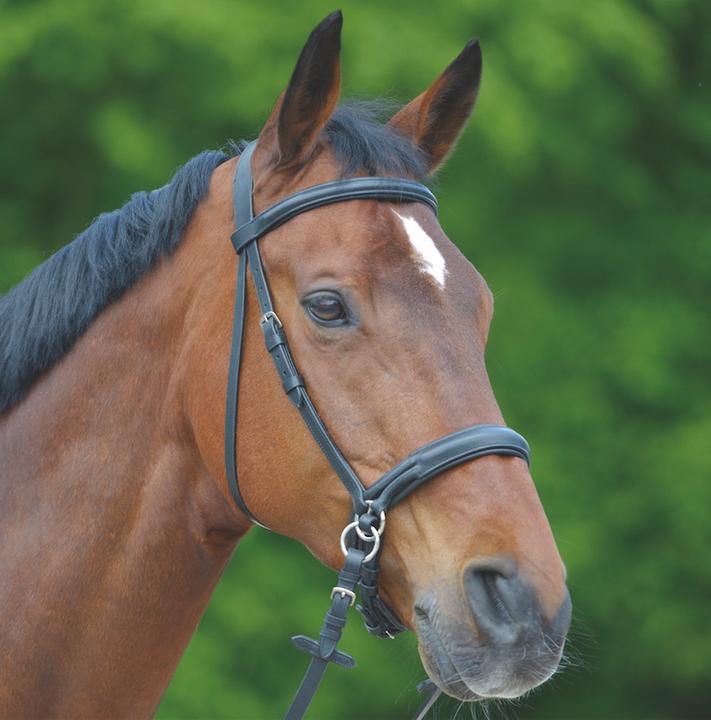 Actual product image Waldhausen Bridle Bitless