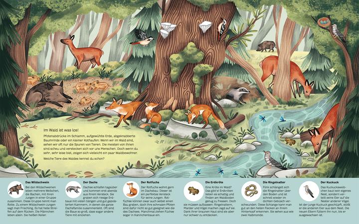 Produktbild Kleine Geheimnisse der Natur - Wald und Wiese (Deutsch, Kaja Kajfež, Stütze & Vorbach, 2022)