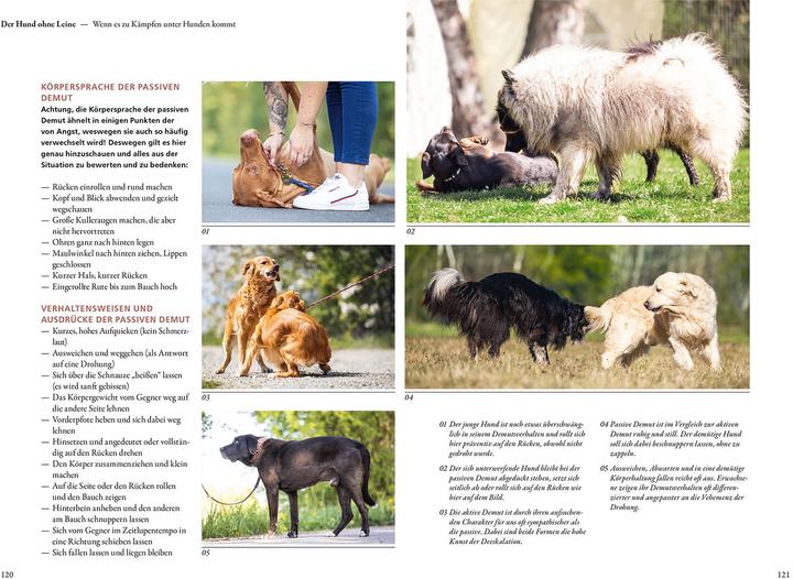 Actual product image Kosmos Hunde lesen lernen (German, Maren Grote, 2022)