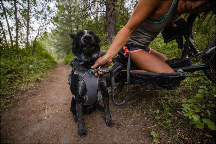 Actual product image Ruffwear Roamer (M, Dog)