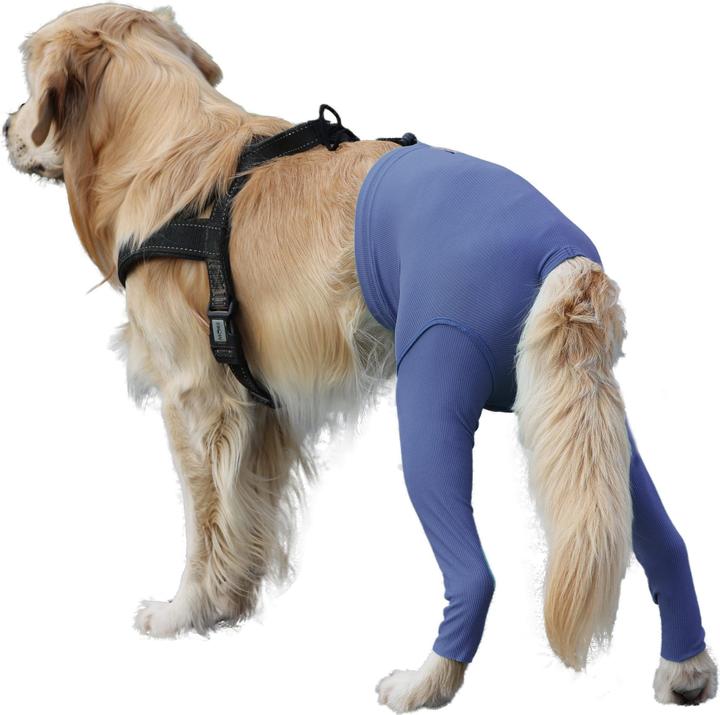 Vetmedcare Safety Pants bei Läufigkeit und Inkontinenz (Hund)