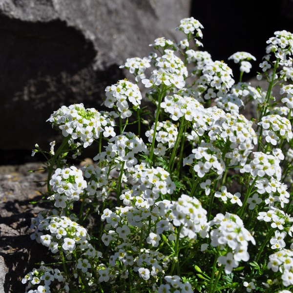 Actual product image Säntispracht Set of 3, The cushion-forming alpine daisy - Pritzelago alpina Crystal Carpet (12 cm)