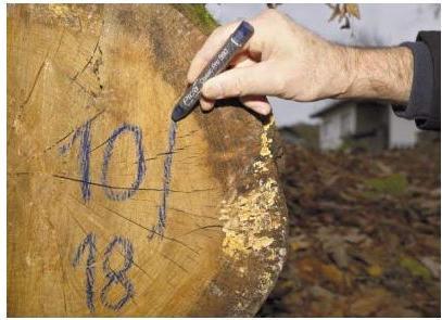 Produktbild Pica Marker (12x)